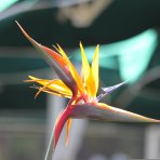 Strelícia kráľovská (Strelitzia Reginae) ´MANDELA´S GOLD´ - výška 20-40 cm, kont. C3L